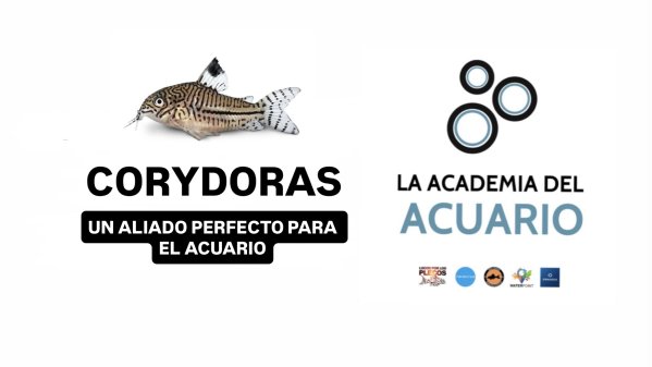 Imagen CORYDORAS