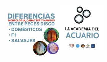 Diferencias entre peces, disco domésticos, F1 y salvajes.