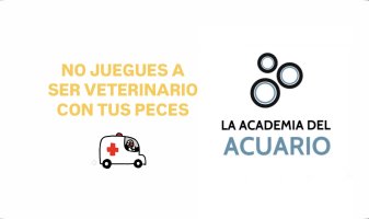 NO JUEGUES A SER VETERINARIO CON TUS PECES
