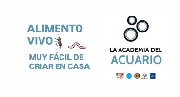 ALIMENTO VIVO FÁCIL DE CRIAR EN CASA