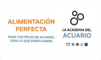 LA ALIMENTACIÓN PERFECTA