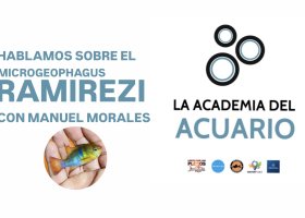 Todo sobre el Ramirezi